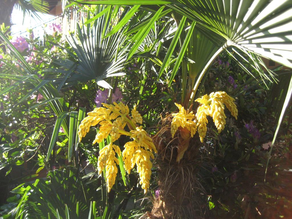 Villa Margherita Lake Maggiore エクステリア 写真