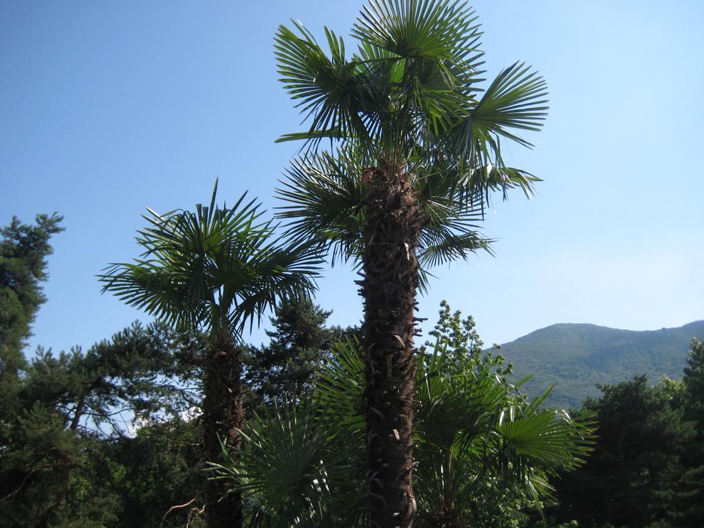 Villa Margherita Lake Maggiore エクステリア 写真